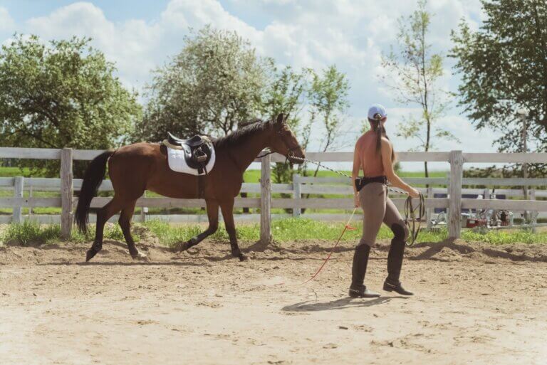 Bodenarbeit – mit dem Pferd auf Augenhöhe arbeiten