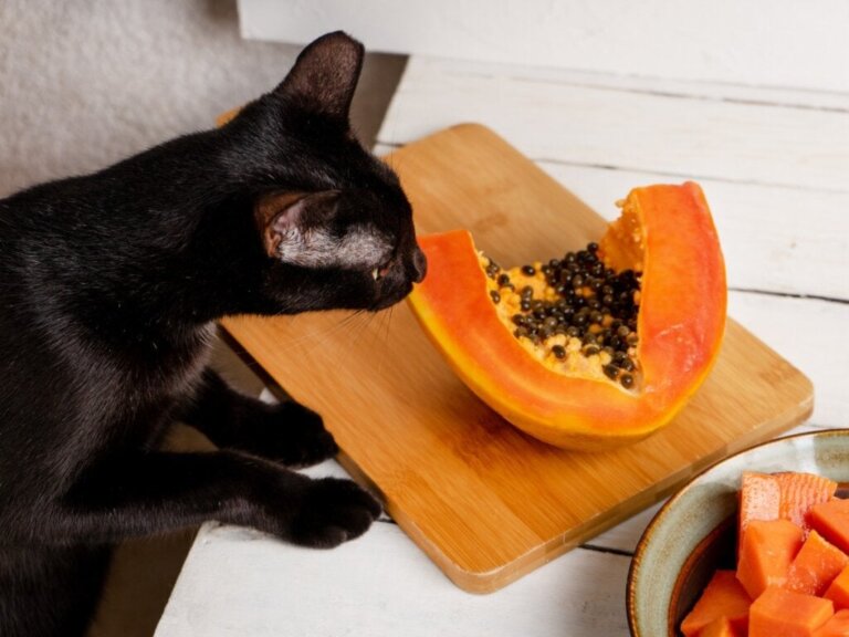 Papaya für Katzen: Ist sie empfehlenswert?