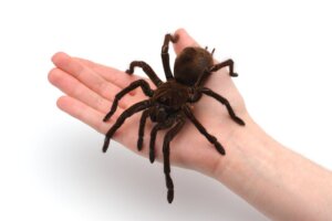 Wie man eine Vogelspinne füttert