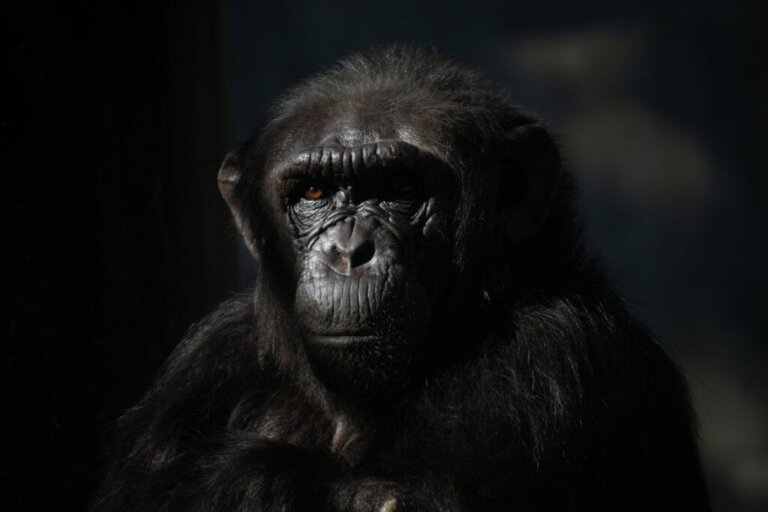 Warum weibliche Schimpansen Menschen meiden