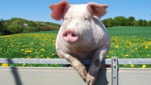 Friedensstiftende Schweine: Erfahre alles über sie!
