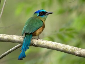 Amazonas-Motmot: Lebensraum und Merkmale
