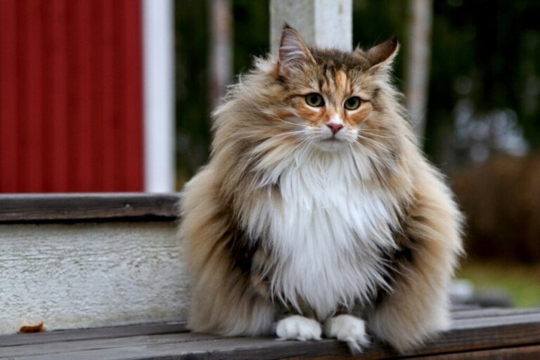 Wissenswertes über die Norwegische Waldkatze
