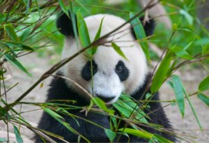 Der letzte Panda in Lateinamerika?