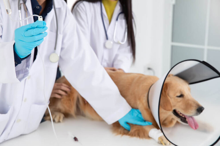 Ausgekugelte Hüfte bei Hunden: Häufige Ursachen und Behandlung