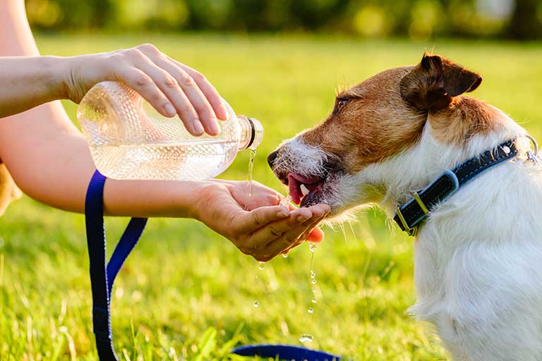 Tipps zur Unterstützung von Hunden bei Hitzewellen