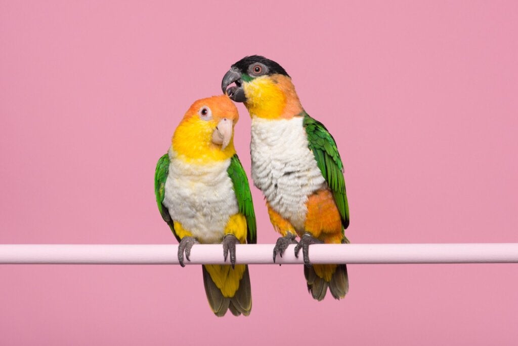 Unterschiede zwischen männlichen und weiblichen Papageien