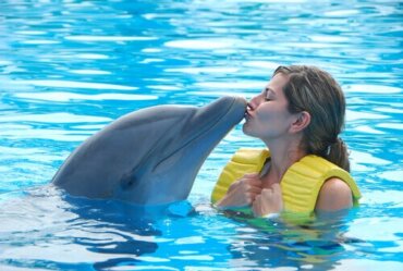 Müssen Delfine in Gefangenschaft leiden?