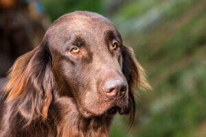 Flat-Coated Retriever