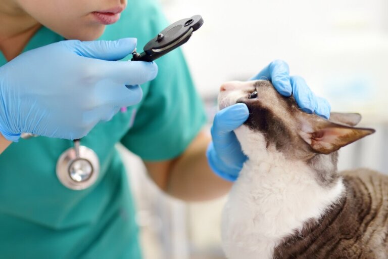 Hornhautgeschwüre bei Katzen: Ursachen, Arten und Behandlung