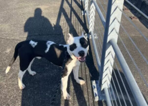 Der Pitbull, der dachte, er hätte seine Familie verloren