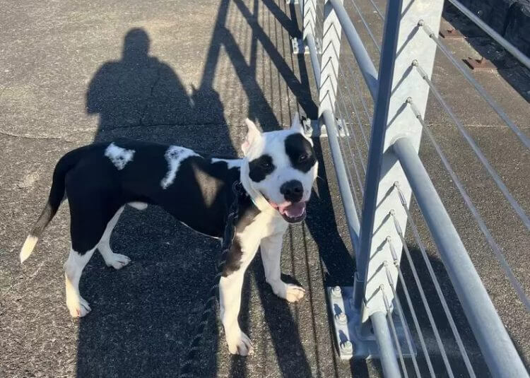 Der Pitbull, der dachte, er hätte seine Familie verloren