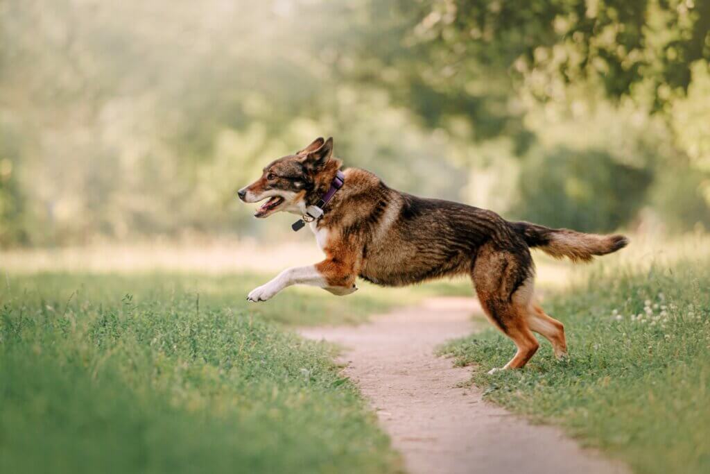 Entlaufenen Hund mit einem GPS-Tracker sicher und schnell wiederfinden