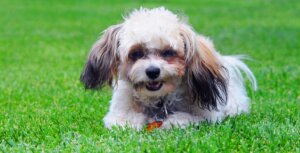 Hybridhunde: Shih Poo