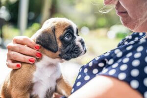 Hybridhunde: Puggle