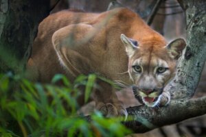 Der Puma, das große amerikanische Raubtier