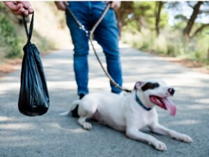 Schwarzer Stuhl bei Hunden: Wodurch wird er verursacht?