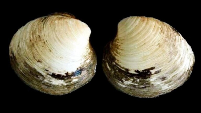 Die Ming-Muschel, das älteste bekannte lebende Tier