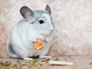 Richtige Pflege und Fütterung von Chinchillas