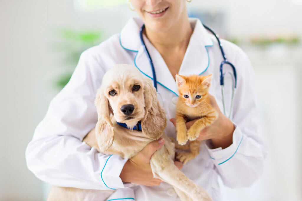 Wie du Krankheiten bei deinen Haustieren verhinderst
