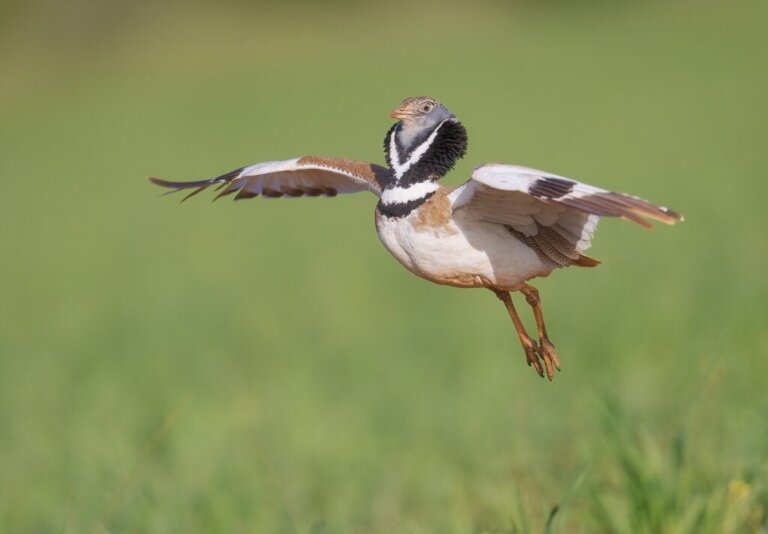 Zwergtrappe: Der Vogel, der fast vom Aussterben bedroht ist