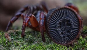 Chinesische Sanduhrspinne: Ist sie gefährlich?