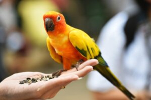 Finde heraus, wie lange ein Papagei leben kann