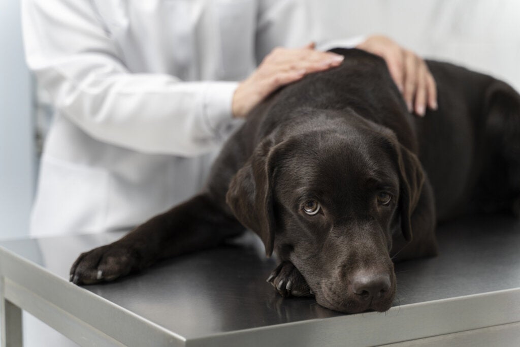 Cushing-Syndrom bei Hunden: Symptome und Behandlung