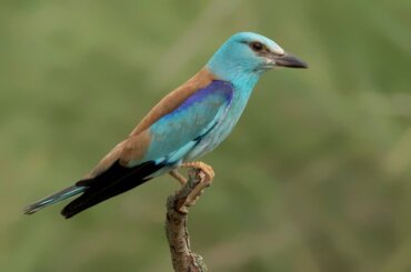 Die Blauracke: Ein Vogel mit einer auffälligen Erscheinung