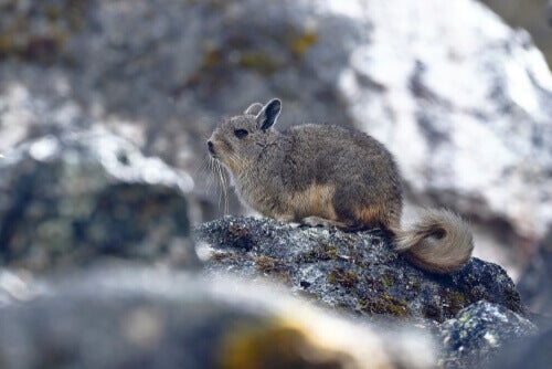 Die Fauna der Anden