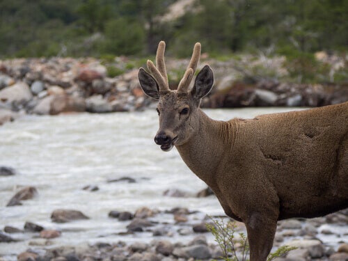 Entdecke fünf Tiere aus Patagonien