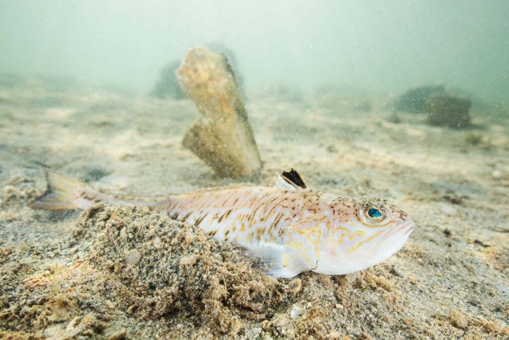 Lerne das Petermännchen kennen