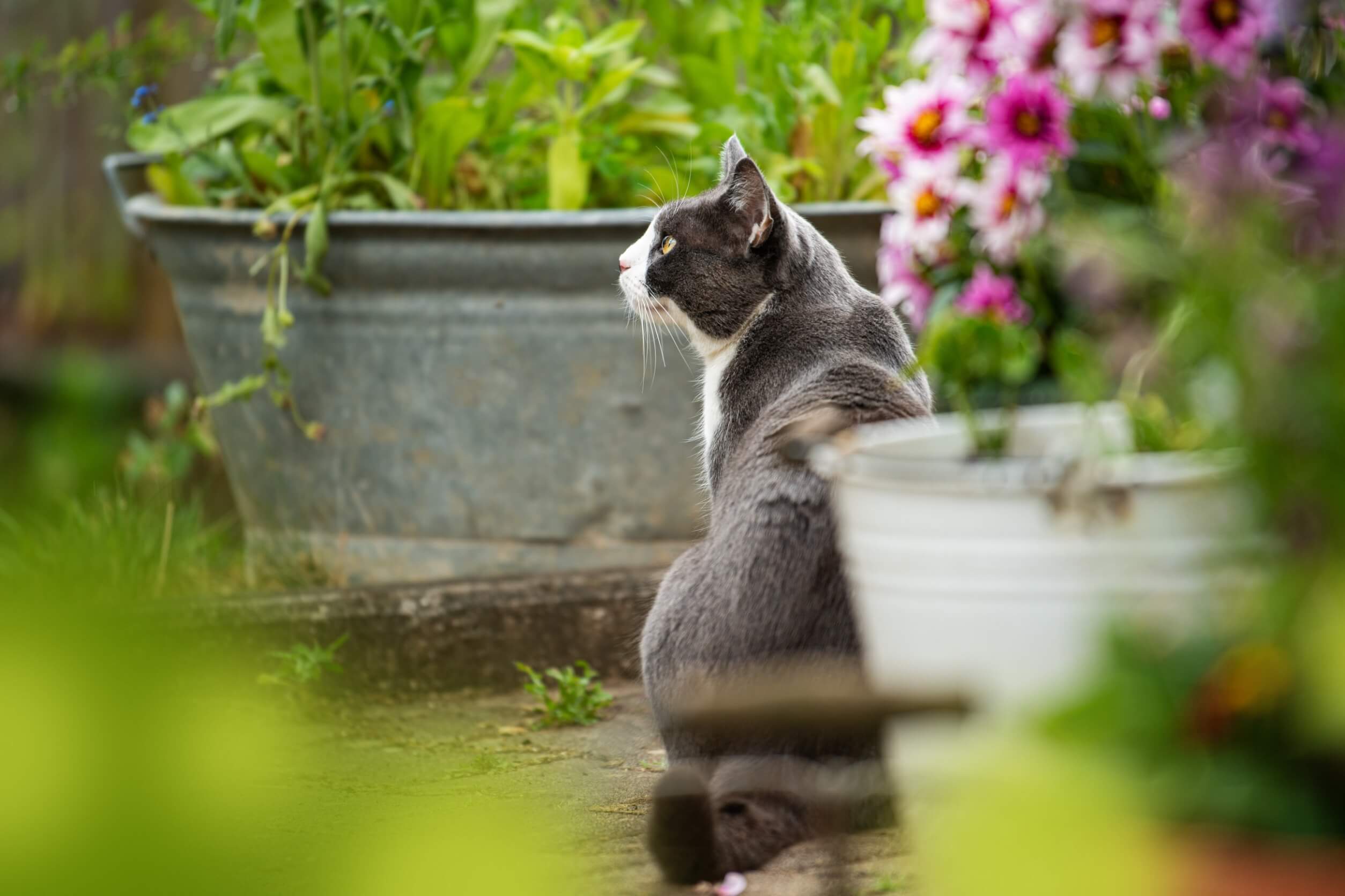 Wie man einen tierfreundlichen Garten mit einheimischen Blumen und Pflanzen gestaltet