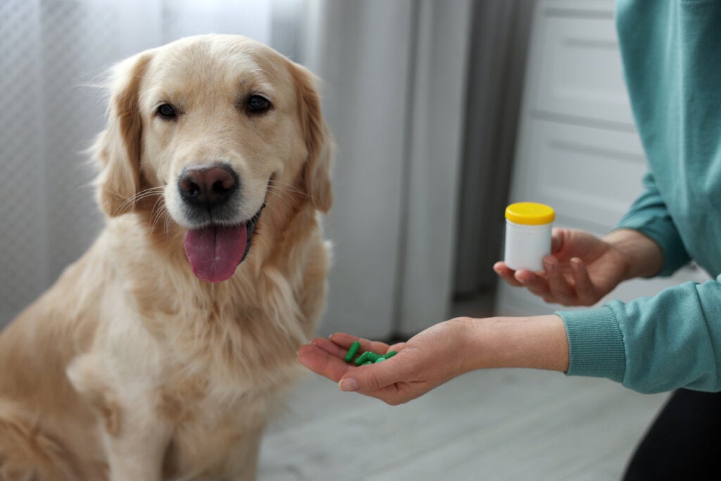 Gestagene bei Hunden: Ist es riskant, sie zu verwenden?