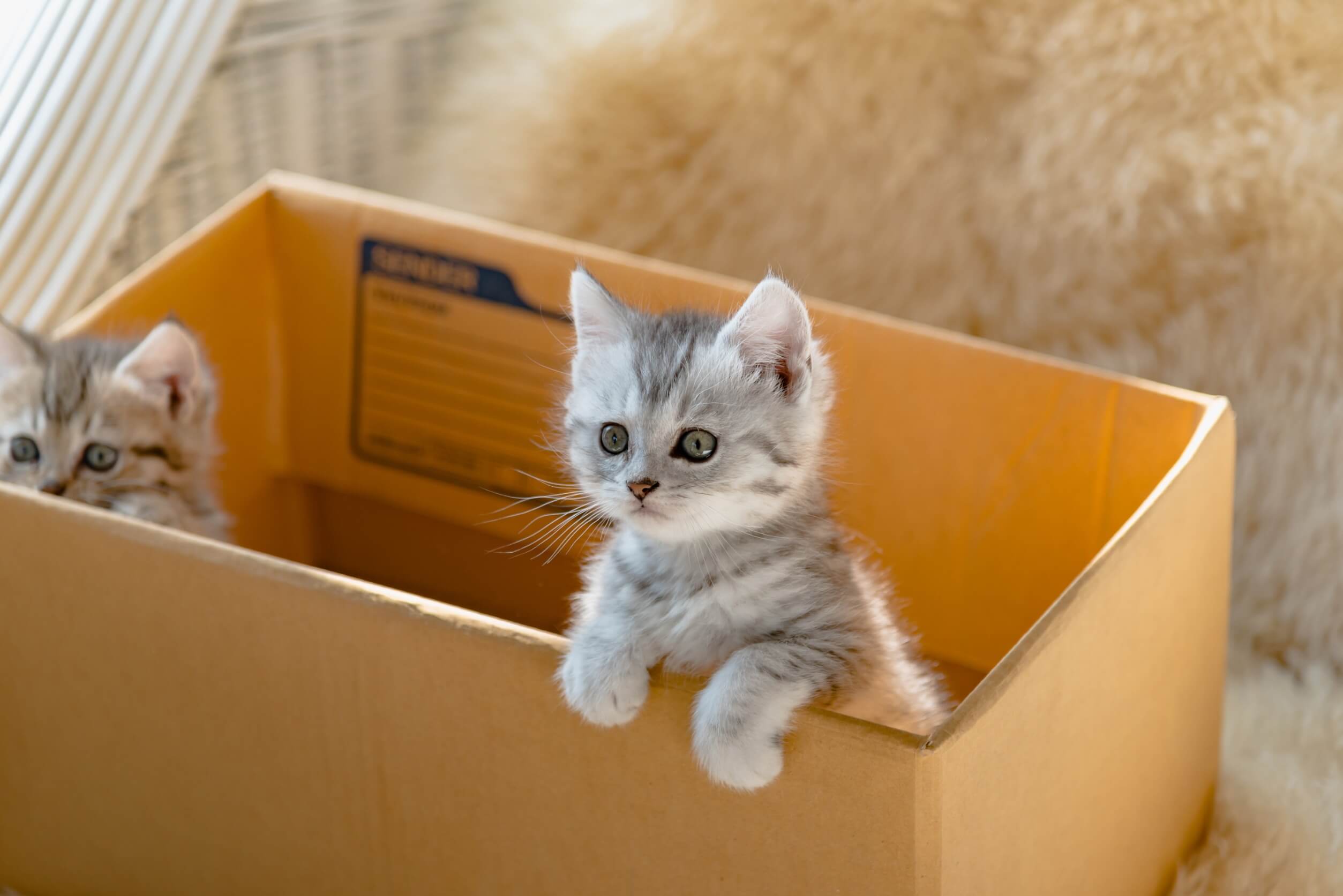 Umzug nach Deutschland: So klappt es mit dem Haustier!