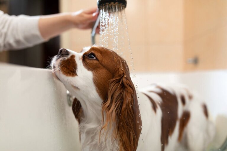 Hundehygiene: Was gehört alles dazu?