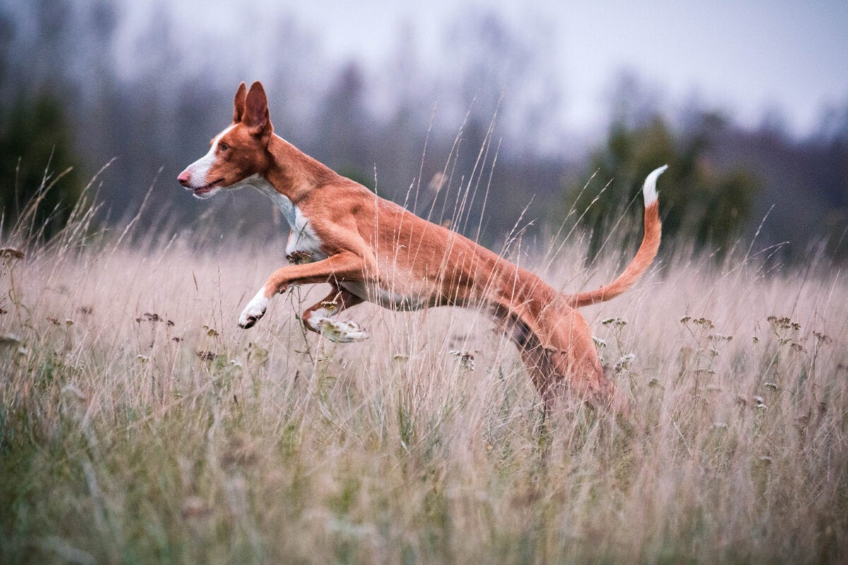 Podenco Ibicenco: Merkmale und Pflege