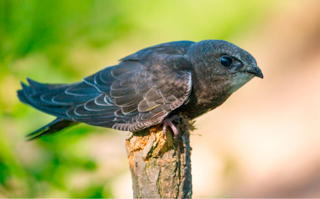 Mauersegler: Der "Vogel ohne Füße"