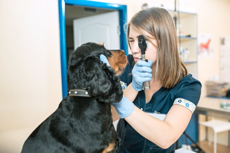 Hyphema bei Hunden - Gründe und Behandlung