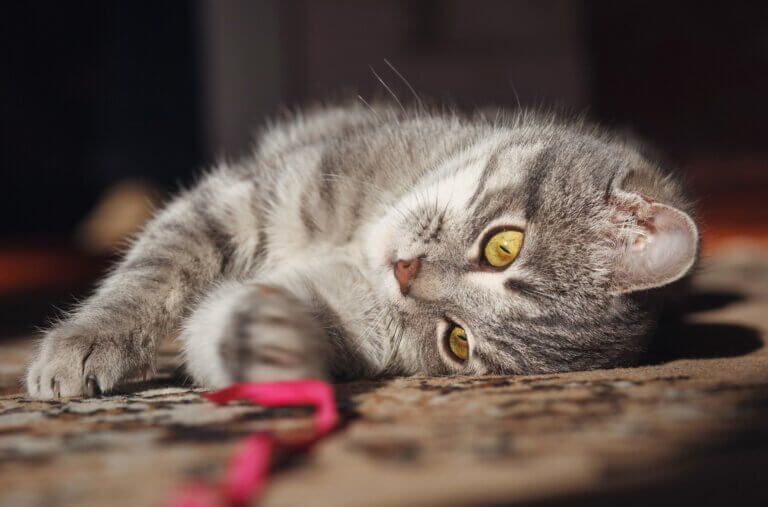 Wie du deine Katze glücklich machst