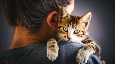 Übermäßige Anhänglichkeit bei Katzen