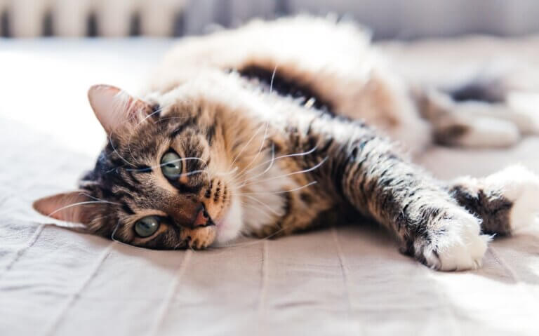 wie deine katze glücklich ist