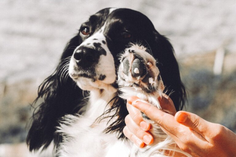 Cremes zur Linderung von Juckreiz beim Hund