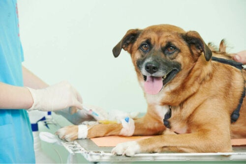 Übermäßige Blutgerinnung oder Hyperkoagulabilität bei Hunden