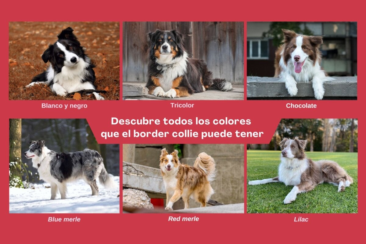 Entdecke alle Farben des Border Collies