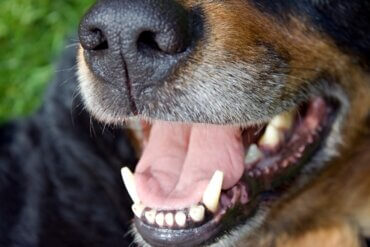 Tierverhalten verstehen: Warum klappert mein Hund mit den Zähnen?