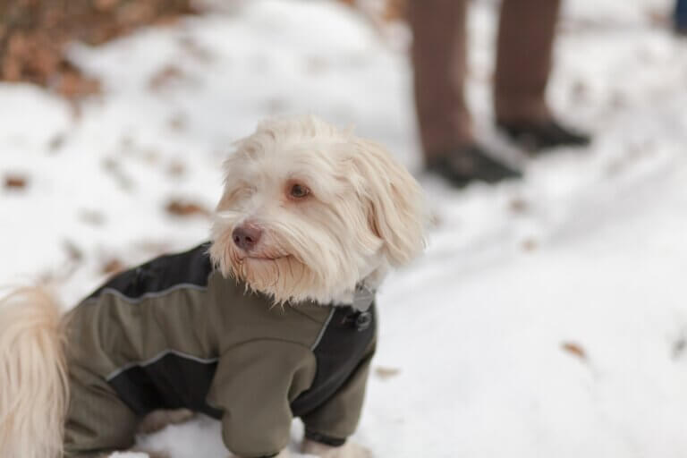 hund mit mantel im schnee