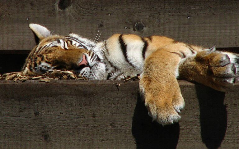 Lerne 7 interessante Tiere kennen, die in Russland leben