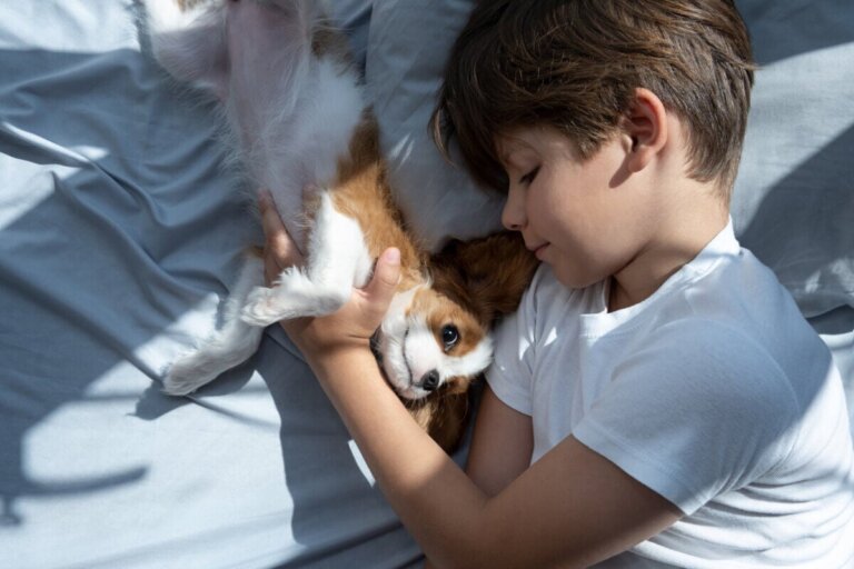 Wie Bettwanzen deine Haustiere befallen können