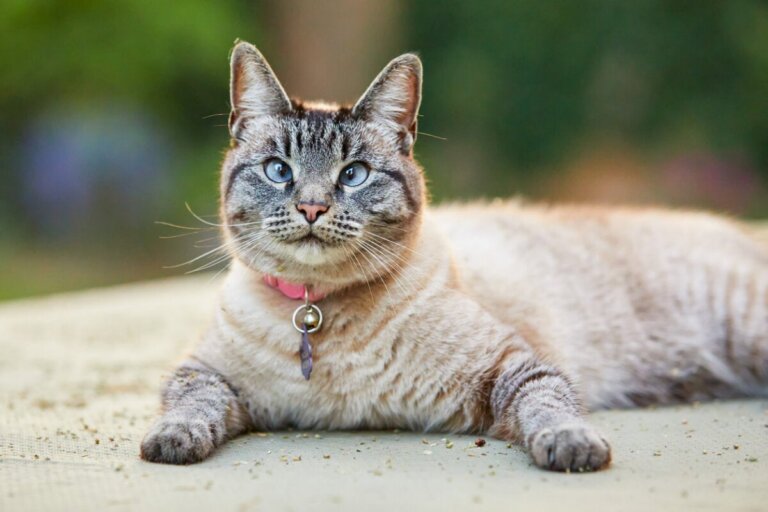 Down-Syndrom bei Katzen: Ist das möglich?